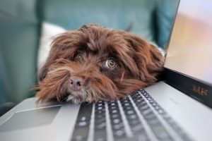 dog-4977599_1920