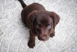 puppy-1082141_1920